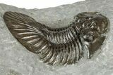 Detailed Scabriscutellum Trilobite - Morocco #359140-2